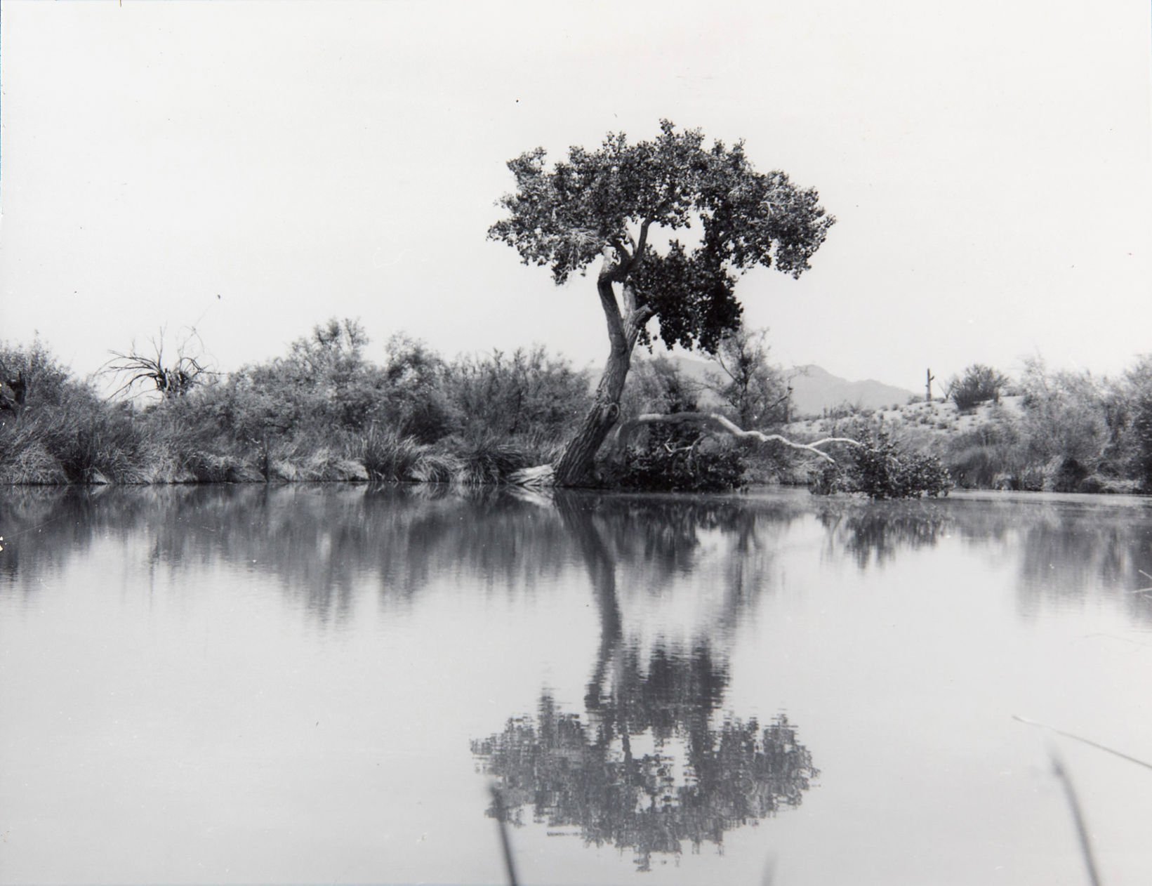 Quitobaquito Springs, 1962